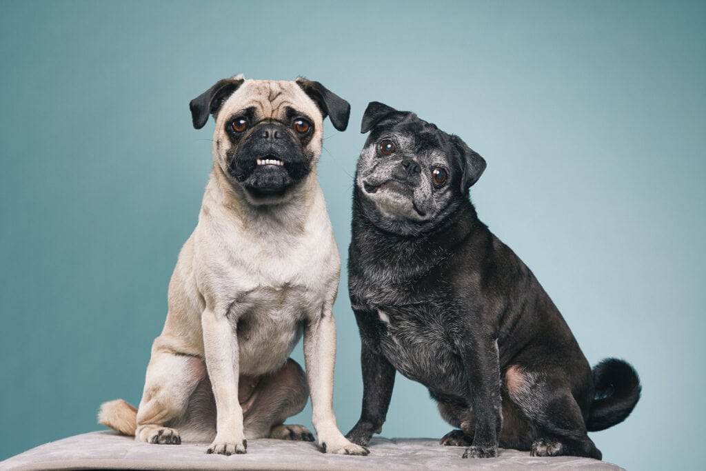 Advertising pet photographer shoots two pugs appearing to smile for a camera in a portrait shoot