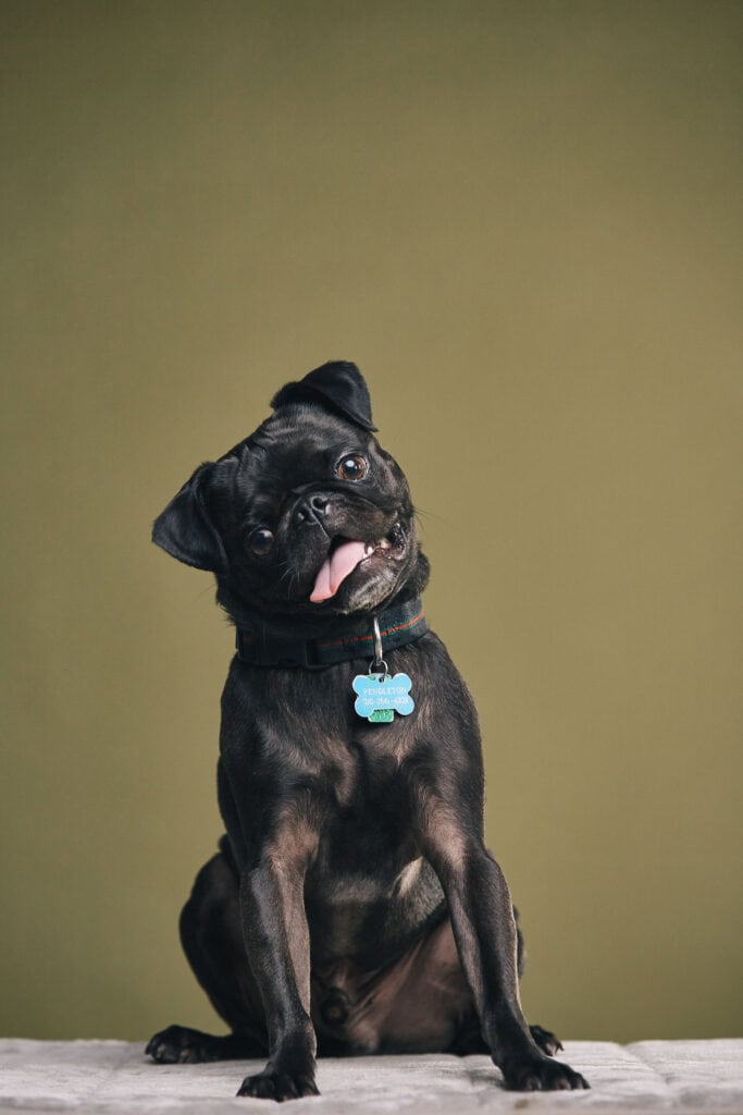 Black pug with head tilted staring at pet advertising photographer in Los Angeles