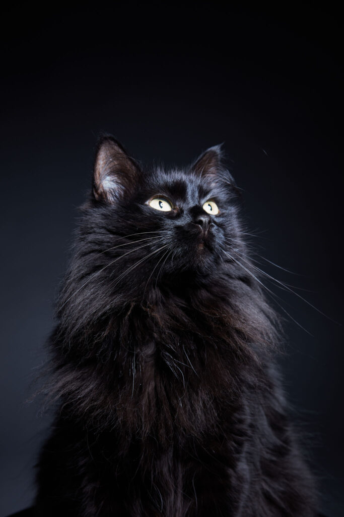 Noble black cat stares off into the distance. Shot by commercial advertising pet photographer