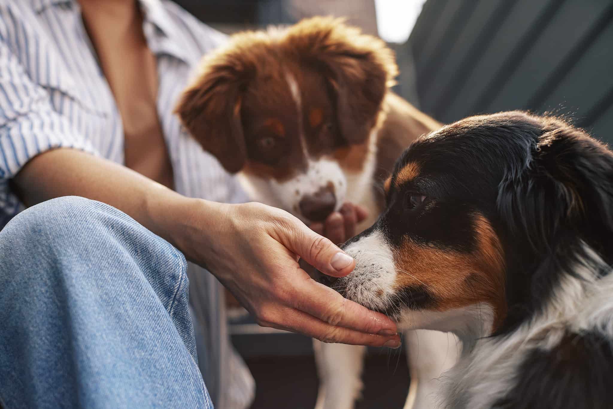 A dog sniffs its owners hand during a lifestyle photoshoot by LA advertising photographer.