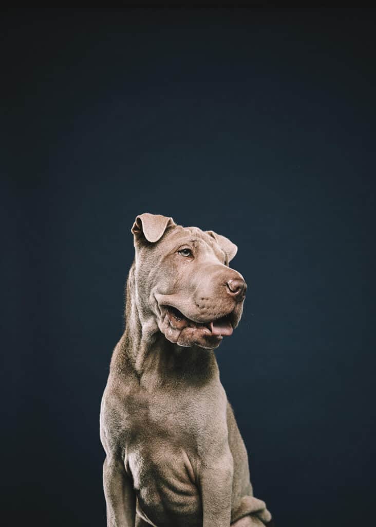 Oscar the pit mix in front of dark background