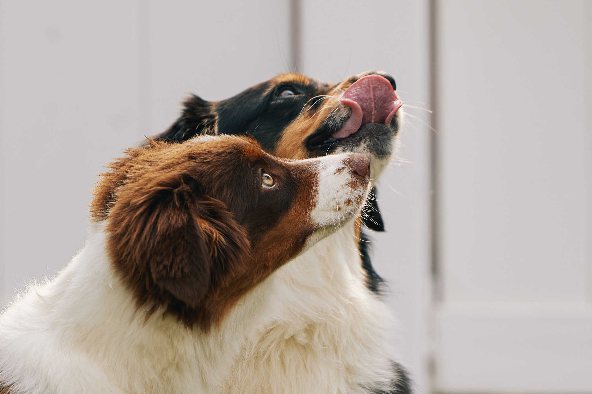 Two dogs eagerly look up towards an unknown delight. Image taken by LA Lifestyle Advertising Photographer Hannah Dunsirn.
